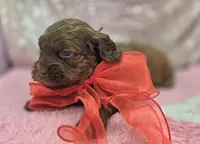 Lyra, a female Cockapoo for sale in Galena, MO – Photo 10 of 10
