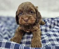 Lyra, a female Cockapoo for sale in Galena, MO – Photo 5 of 10