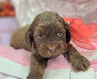 Lyra, a female Cockapoo for sale in Galena, MO – Photo 8 of 10