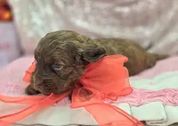 Lyra, a female Cockapoo for sale in Galena, MO – Photo 7 of 10