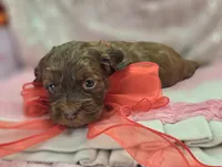 Lyra, a female Cockapoo for sale in Galena, MO – Photo 9 of 10