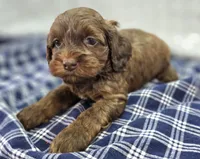 Lyra, a female Cockapoo for sale in Galena, MO – Photo 1 of 10
