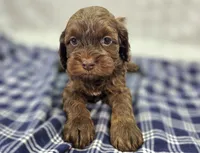Lyra, a female Cockapoo for sale in Galena, MO – Photo 4 of 10