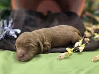 Poppy, a female Cockapoo for sale in Galena, MO – 3 of 7