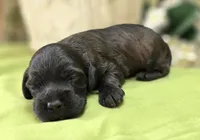 Tinkerbell, a female Cockapoo for sale in Galena, MO – 3 of 4