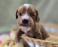 Sonic, a male Cavapoo for sale in Galena, MO – 1 of 7