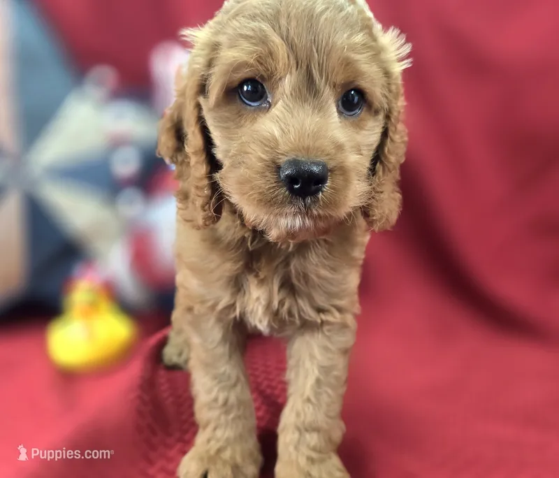 Versace – Cockapoo puppy for sale in Galena, MO