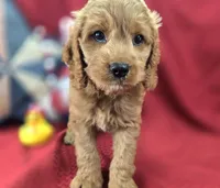 Versace, a male Cockapoo for sale in Galena, MO – 1 of 8