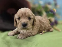 Knotty, a male Cockapoo for sale in Galena, MO – 3 of 7