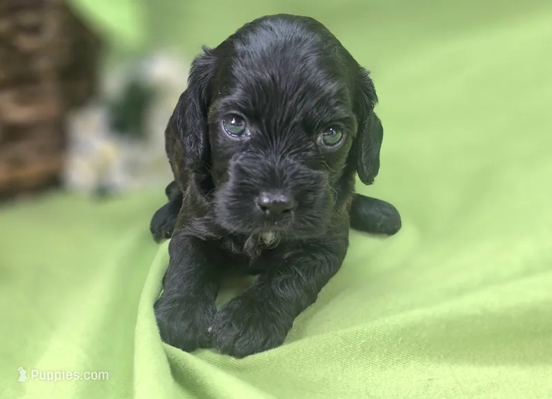 Tinkerbell – Cockapoo puppy for sale in Galena, MO