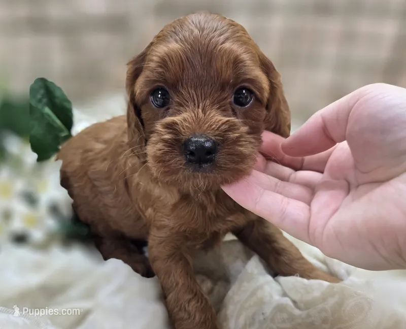 Prada – Cockapoo puppy for sale in Galena, MO