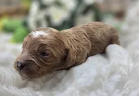 Rollypolly, a female Cavapoo for sale in Galena, MO – 5 of 5