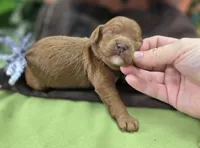 Tulip, a female Cockapoo for sale in Galena, MO – 2 of 6