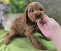 Tulip, a female Cockapoo for sale in Galena, MO – 5 of 8