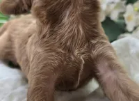 Grub, a male Cavapoo for sale in Galena, MO – 2 of 5