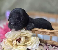 Cash, a male Cavapoo for sale in Galena, MO – 5 of 5