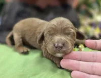 Poppy, a female Cockapoo for sale in Galena, MO – 1 of 7
