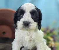 Cottontail, a male Cockapoo for sale in Galena, MO – 3 of 5