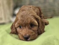 Poppy, a female Cockapoo for sale in Galena, MO – 6 of 8