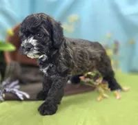 Flopsy, a female Cockapoo for sale in Galena, MO – 4 of 6