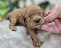 Lala Orange, a female Cavapoo for sale in Galena, MO – 3 of 5