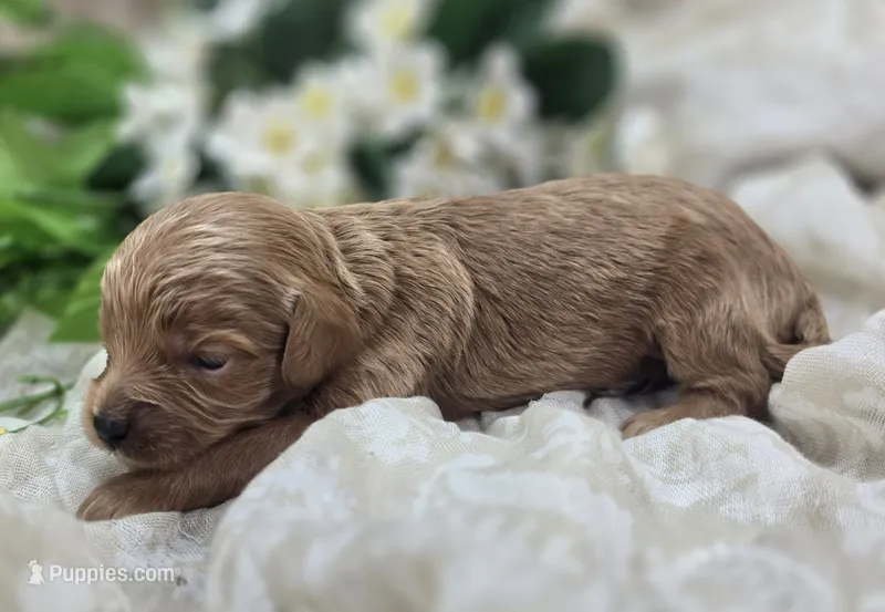 Grub – Cavapoo puppy for sale in Galena, MO