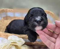 Delilah, a female Cavapoo for sale in Galena, MO – 7 of 7