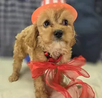 Miles, a male Cavapoo for sale in Galena, MO – 2 of 8