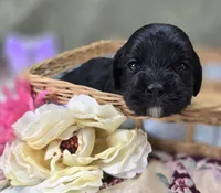 Cash, a male Cavapoo for sale in Galena, MO – 3 of 5