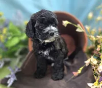 Flopsy, a female Cockapoo for sale in Galena, MO – 5 of 6