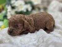 Katydid, a female Cavapoo for sale in Galena, MO – 3 of 5