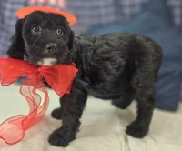 Paisley, a female Cavapoo for sale in Galena, MO – 3 of 7