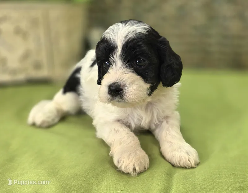 Laramie – Cavapoo puppy for sale in Galena, MO