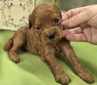 Beetle, a male Cavapoo for sale in Galena, MO – 6 of 6