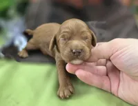 Tulip, a female Cockapoo for sale in Galena, MO – 3 of 6