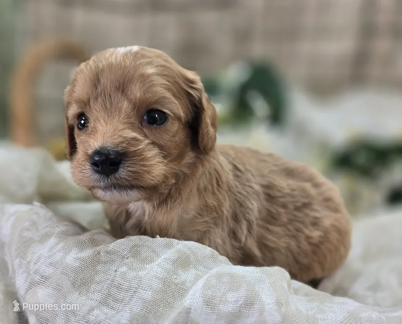 Miles – Cavapoo puppy for sale in Galena, MO
