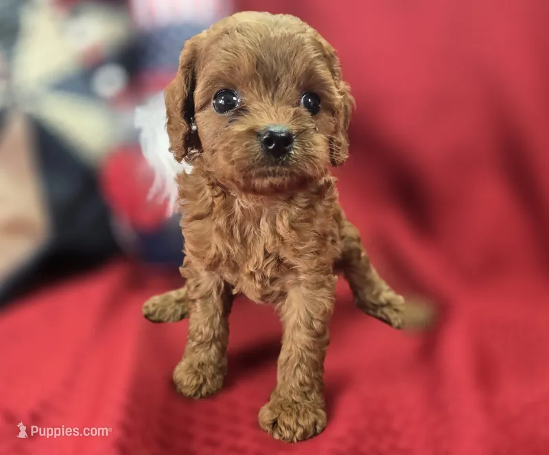 Katydid – Cavapoo puppy for sale in Galena, MO