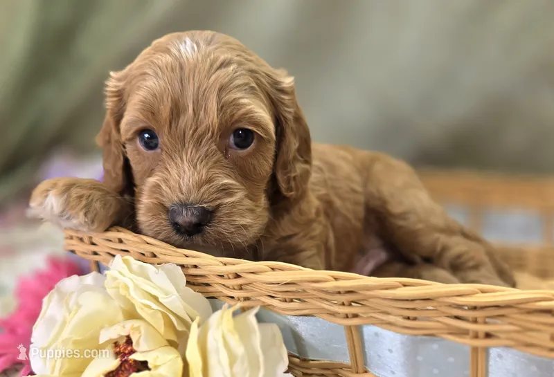 Bud – Cockapoo puppy for sale in Galena, MO
