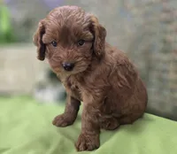 Milan, a male Cockapoo for sale in Galena, MO – 8 of 8