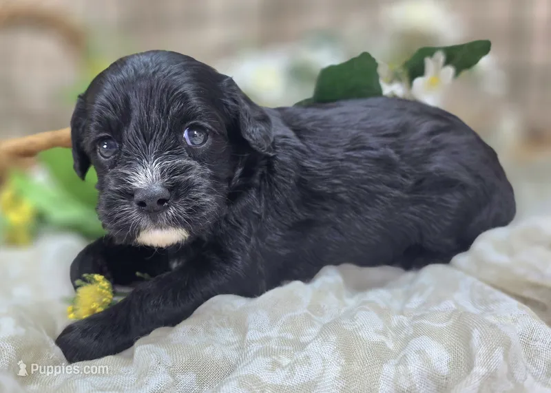 Delilah – Cavapoo puppy for sale in Galena, MO