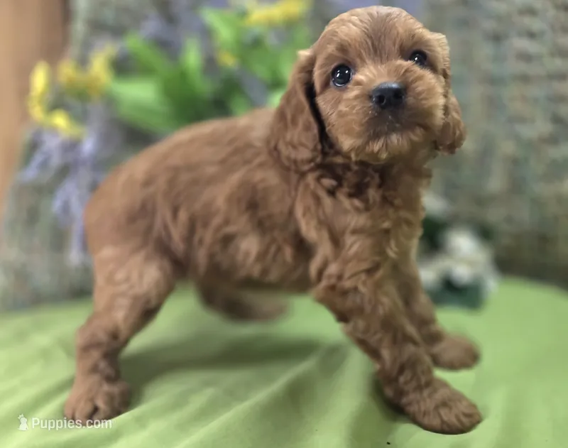 Paris – Cockapoo puppy for sale in Galena, MO