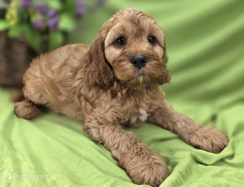 Sprout – Cockapoo puppy for sale in Galena, MO