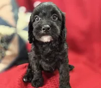 Paisley, a female Cavapoo for sale in Galena, MO – 5 of 7