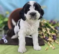 Puddleduck, a male Cockapoo for sale in Galena, MO – 5 of 5