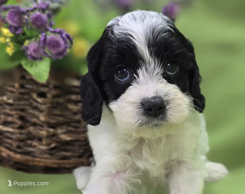 Laramie – Cavapoo puppy for sale in Galena, MO