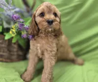 Sprout, a male Cockapoo for sale in Galena, MO – 4 of 6