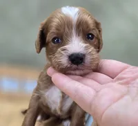 Sonic, a male Cavapoo for sale in Galena, MO – 2 of 7
