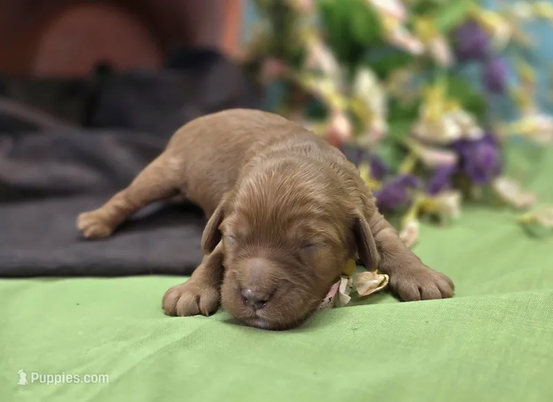 Sprout – Cockapoo puppy for sale in Galena, MO