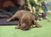 Sprout, a male Cockapoo for sale in Galena, MO – 1 of 6