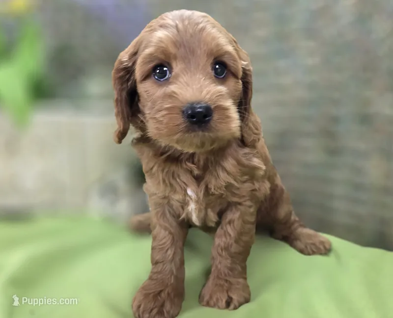 Cerulean – Cockapoo puppy for sale in Galena, MO